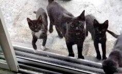 Różne oblicza dobroci. Ludzie nakarmili bezdomną kotkę, nie wiedząc, jaką niespodziankę przyniesie im życie