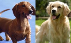 Golden retriever skrzyżował się z jamnikiem. Z tego związku urodziła się niezwykle urocza suczka