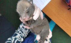 Myśleli, że znaleźli szczeniaka. Prawda okazała się inna