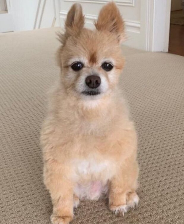 zabawne psie fryzury