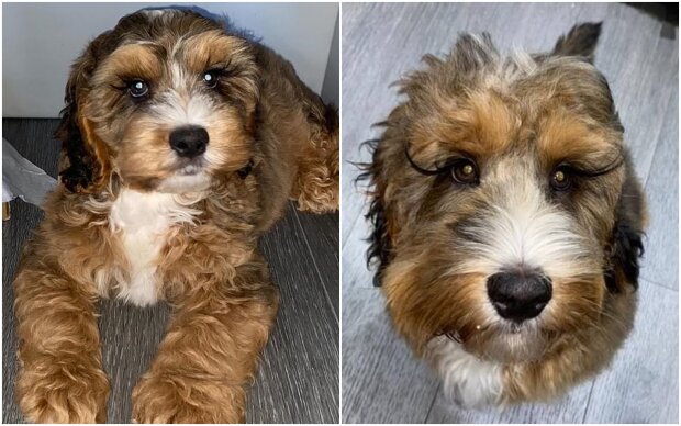 Pies z długimi rzęsami, screen dailymail