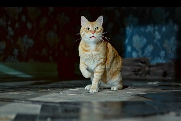 Zwierzęta domowe potrafią widzieć istoty, o których ludzie nawet nie podejrzewają