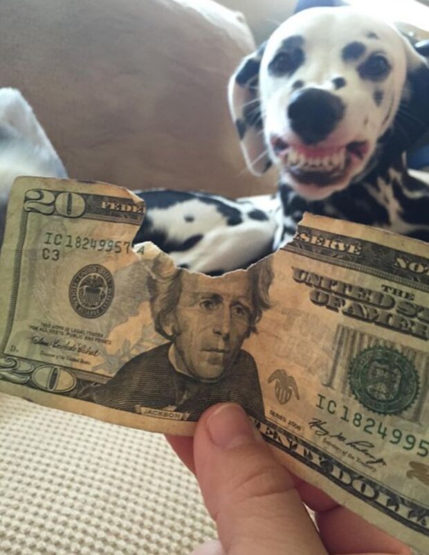 Śmieszne zwierzęta