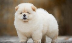 Urocze psiaki rasy chow chow. Trudno koło nich przejść obojętnie