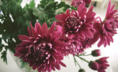 Najłatwiejszy sposób na rozmnażanie chryzantem