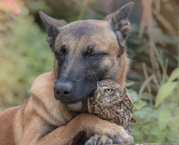 Niesamowita przyjaźń