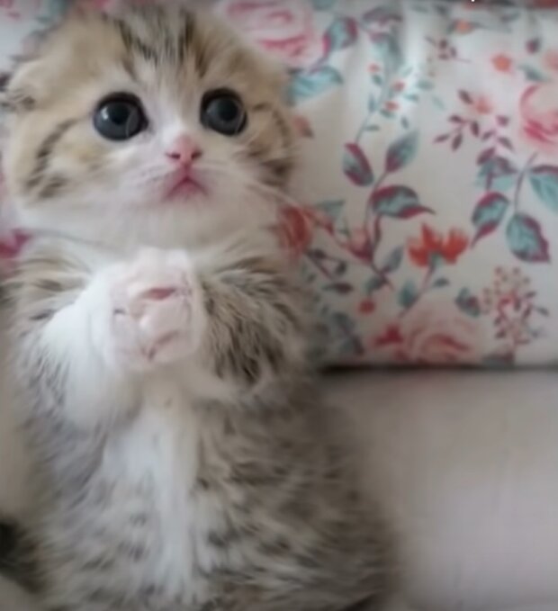 Te zabawne zwierzęta