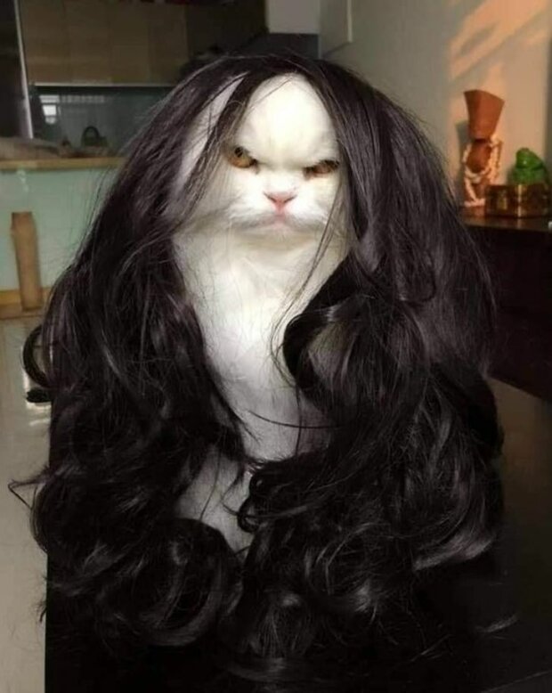 śmieszne psy i koty (foto)