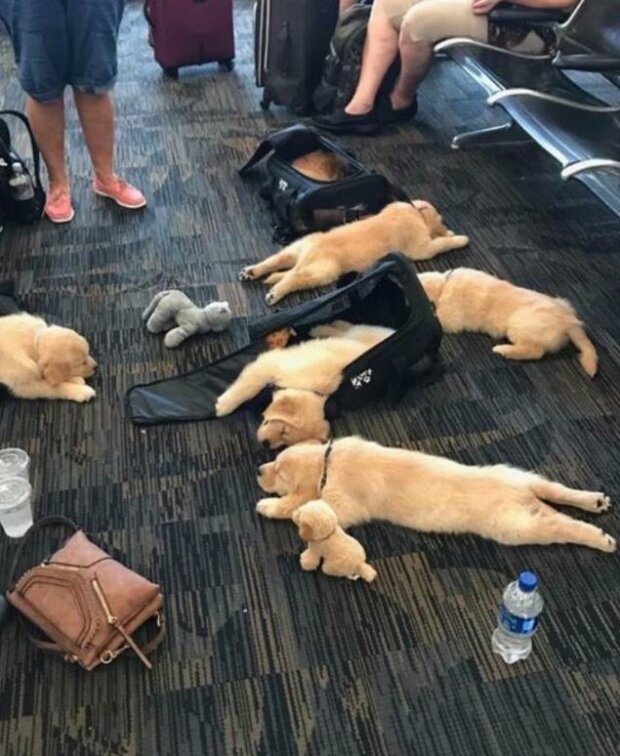 Zwierzaki, które zasnęli niespodziewanie (zdjęcia)