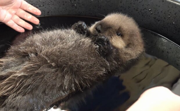 Maleństwo wydry morskiej