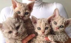 Selkirk Rex - na punkcie tych kotów świat oszalał. Co wiemy o tej rasie