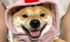 Szczeniak z najbardziej uroczym uśmiechem na świecie, który mieszka w Japonii