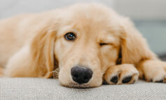 Golden Retriever: doskonały łowca i najlepszy przyjaciel dla rodzin z dziećmi