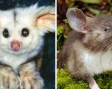 TOP-5 niesamowitych zwierzaków, o istnieniu których wcześniej nie wiedziełi nawet naukowcy (ZDJĘCIA)