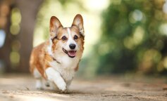 Corgi
