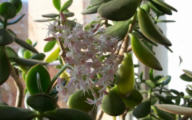 Sekret pielęgnacji grubosza: jak zmusić roślinę do kwitnienia?