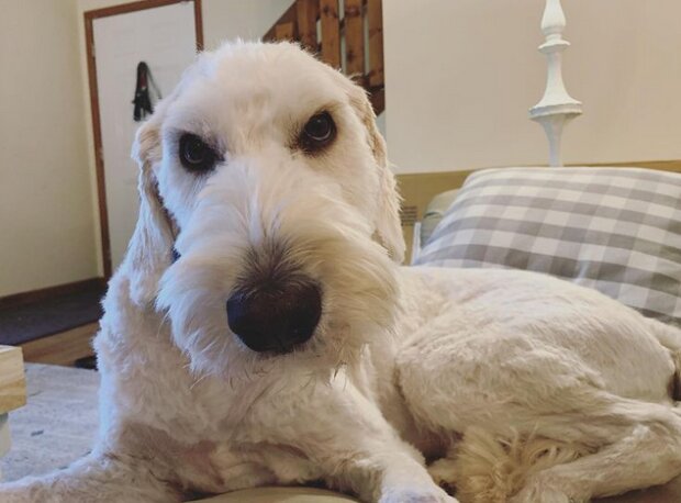 zabawne psie fryzury