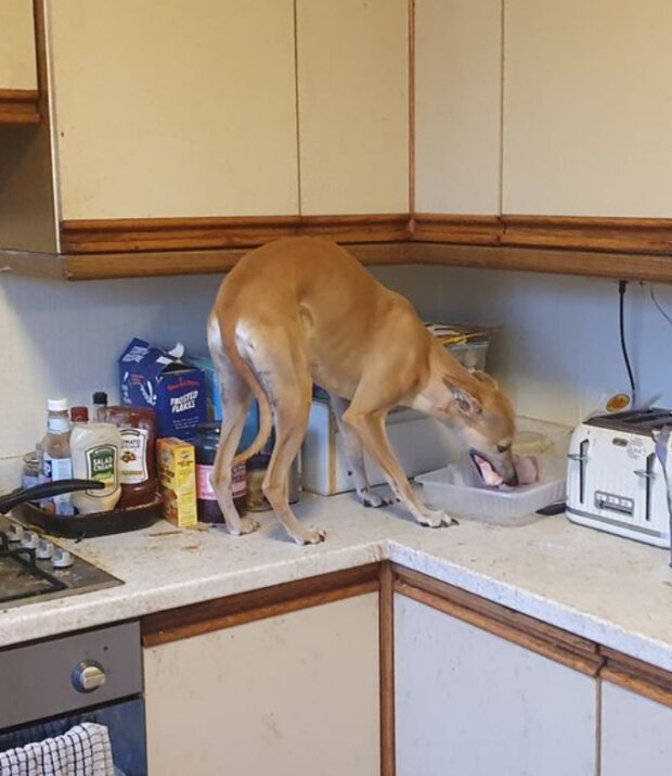 Śmieszne zwierzęta