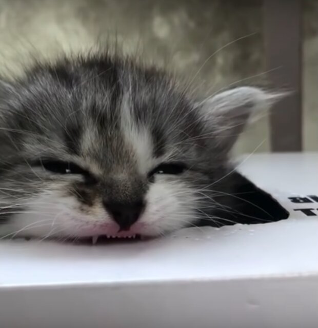 Te zabawne zwierzęta