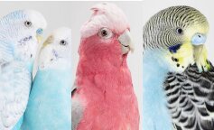 Fotograf z Australii tworzy najbardziej prawdziwe majestatyczne portrety ptaków