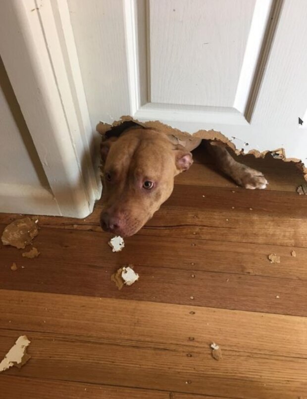 Śmieszne zwierzęta