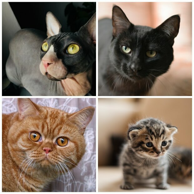 Wybierz jednego z czterech kotów