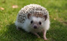 Jeżyk to bardzo wdzięczny zwierzak. Trzeba jednak pamiętać o wielu rzeczach