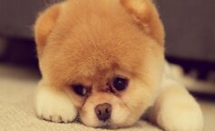 Chow Chow przypominają puchate niedźwiadki. Śliczne, charakterystyczne psiaki w mini odmianie