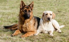 Owczarek niemiecki oraz labrador i ich odwaga podczas obcinania paznokci
