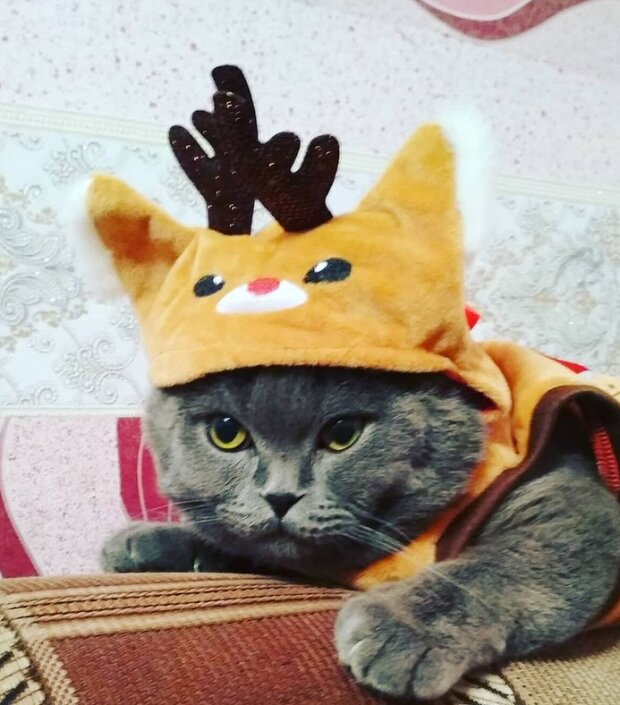 Zabawne zdjęcia kotów