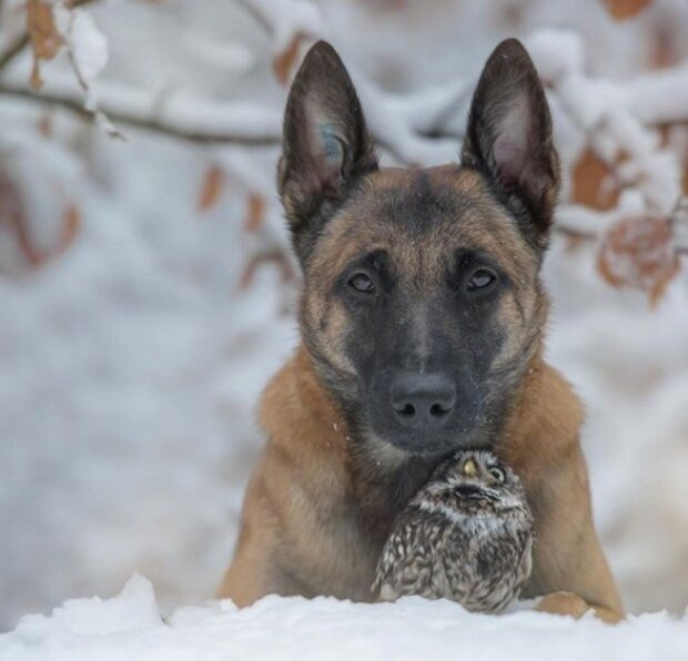 Niesamowita przyjaźń