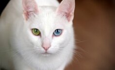 Rasy kotów, które przyciągają szczęście i dobrobyt jak magnes