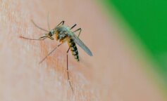 Top 3 najlepsze sposoby na pozbycie się komarów