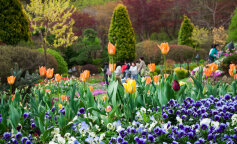 obrzeża trawnikowe z kwiatów