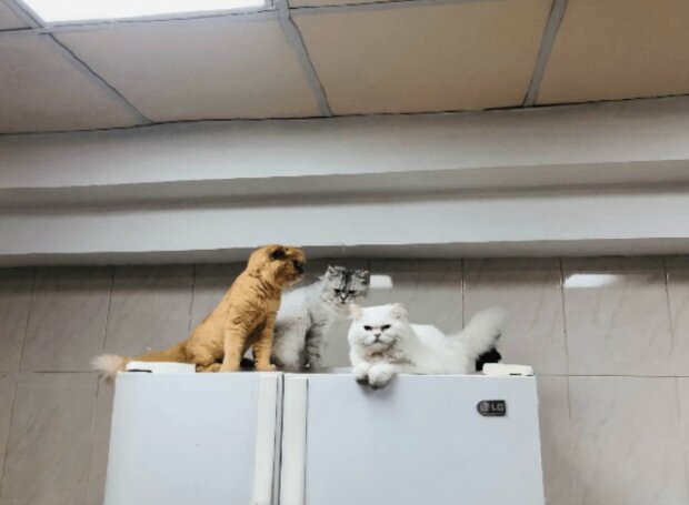 Śmieszne zwierzęta