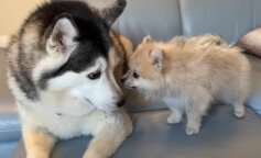 Husky w uroczy sposób wita w domu nowego lokatora. Cudny widok