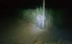 Mały słonik przyłapany na jedzeniu trzciny cukrowej próbuje się ukryć. Jego zdjęcie obiegło cały świat