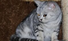 Marfa została sama w obcym świecie, nikt nie chciał jej nawet nakarmić, a woda stała się prawdziwym rarytasem