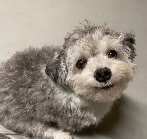 zabawne psie fryzury