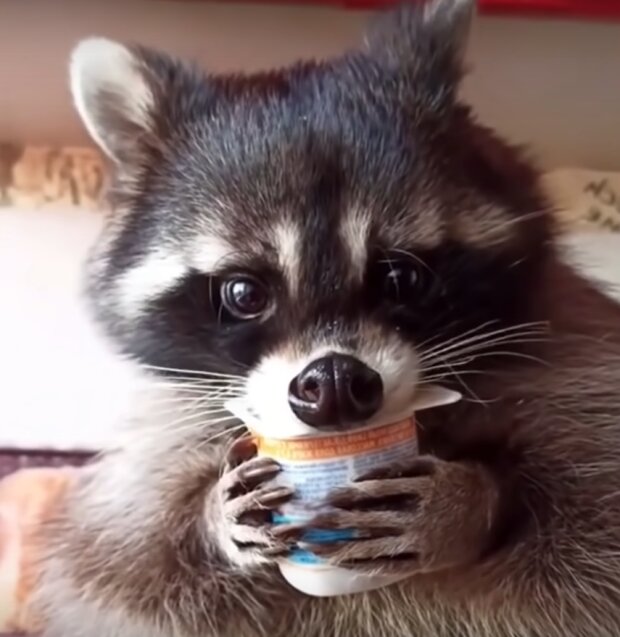 Te zabawne zwierzęta