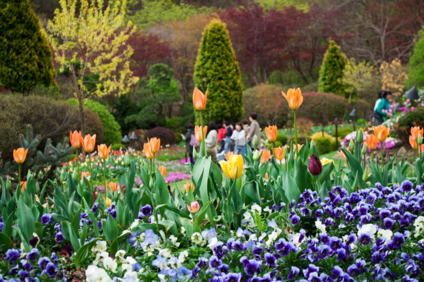 obrzeża trawnikowe z kwiatów
