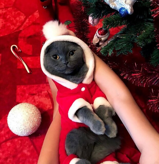 Zabawne zdjęcia kotów