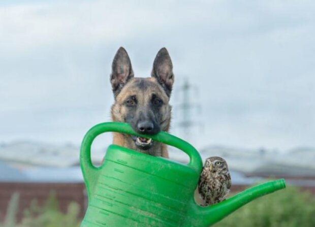 Niesamowita przyjaźń