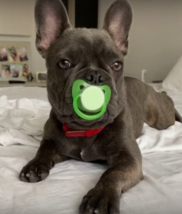 Te zabawne zwierzęta