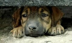 Historia jednego bardzo oddanego i odważnego psa, który szukał swojego właściciela przez 2,5 roku