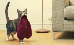 4 rasy kotów, które łatwo poddają się tresurze niczym psy