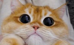 kot, screen YT