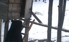 Niedźwiedź ukradł torbę kukurydzy i został złapany na wideo