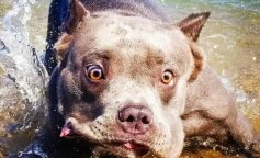 TOP 10 najbardziej zabawnych zdjęć zwierzaków, które na pewno was rozweselą