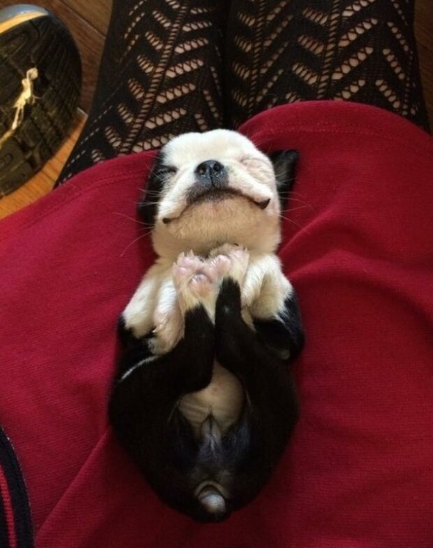 Zwierzaki, które zasnęli niespodziewanie (zdjęcia)